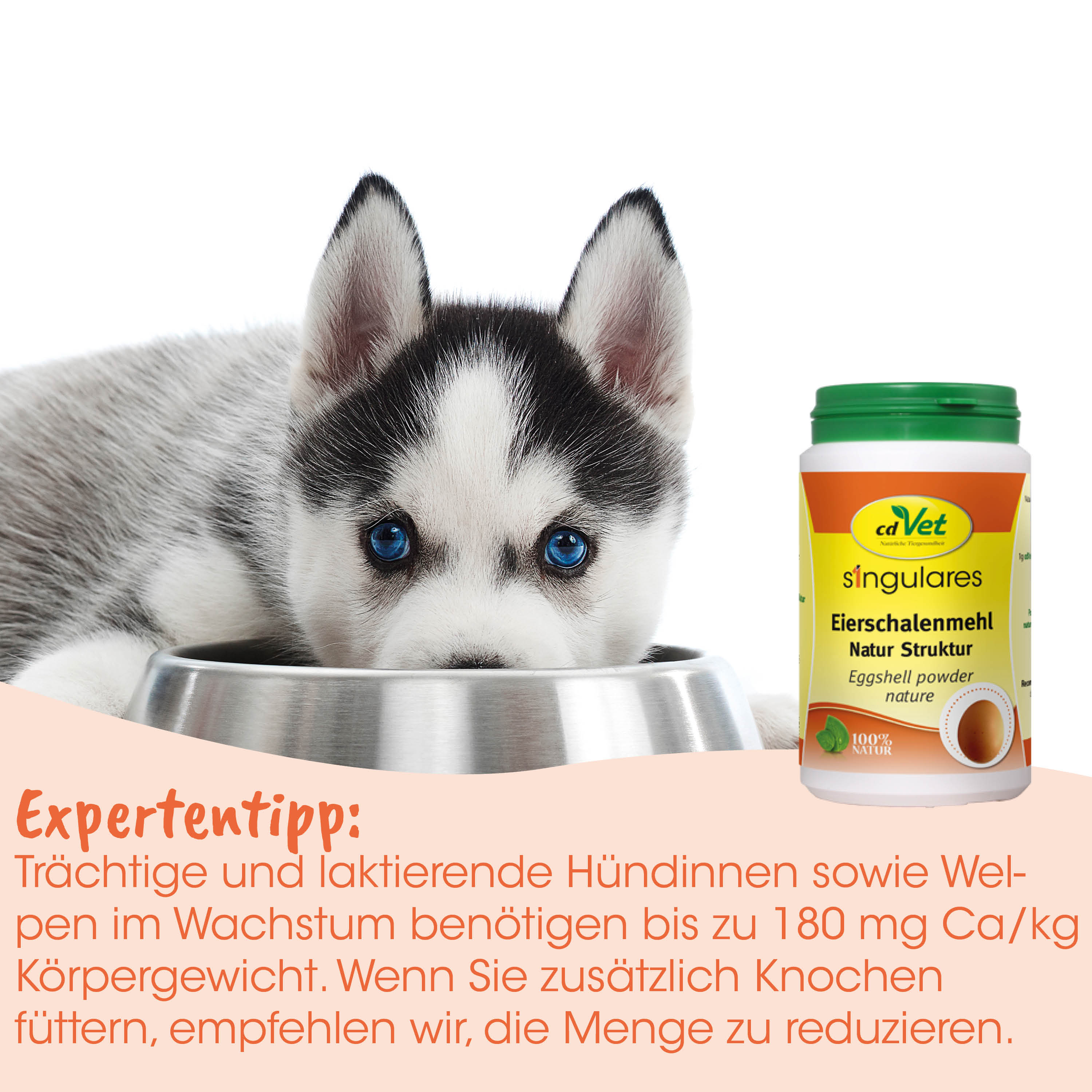 Hund, Husky, Schüssel, Futter, Katzen/HundeGegengewicht?