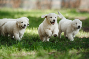 Banner Welpen-Kacheln Hund, Haustier, Welpe, Gras