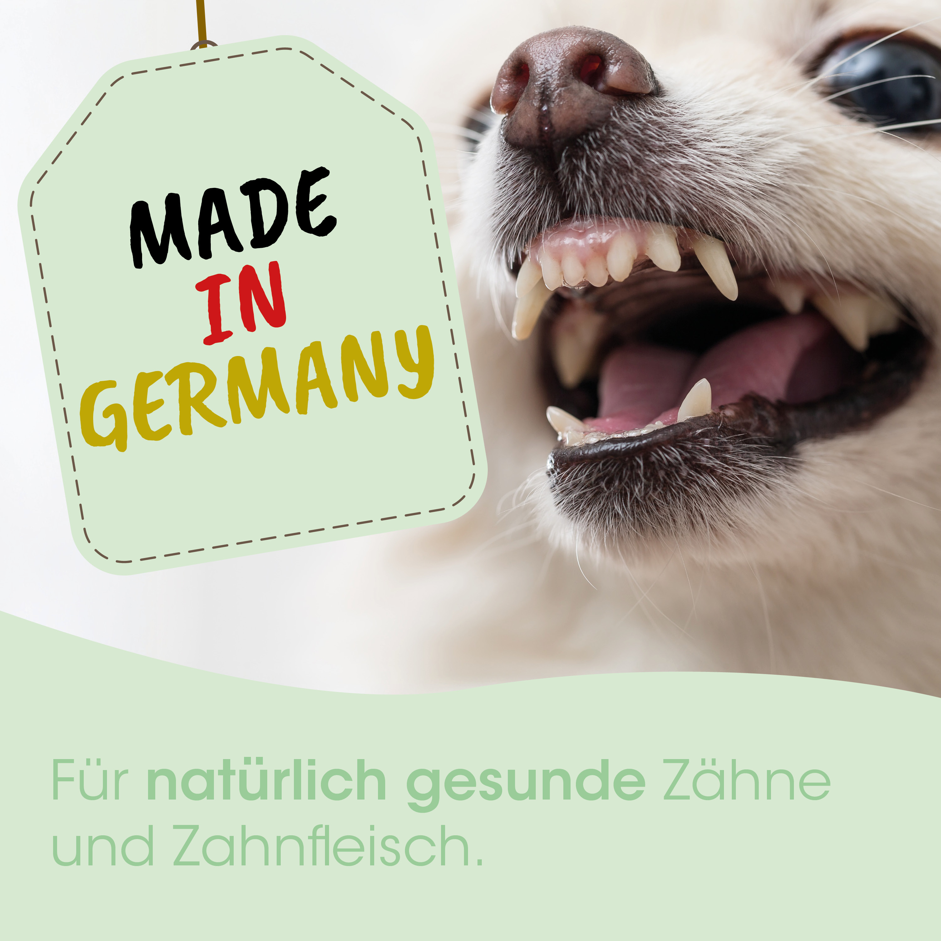Hund, Mund, Zähne, Hund, Tag