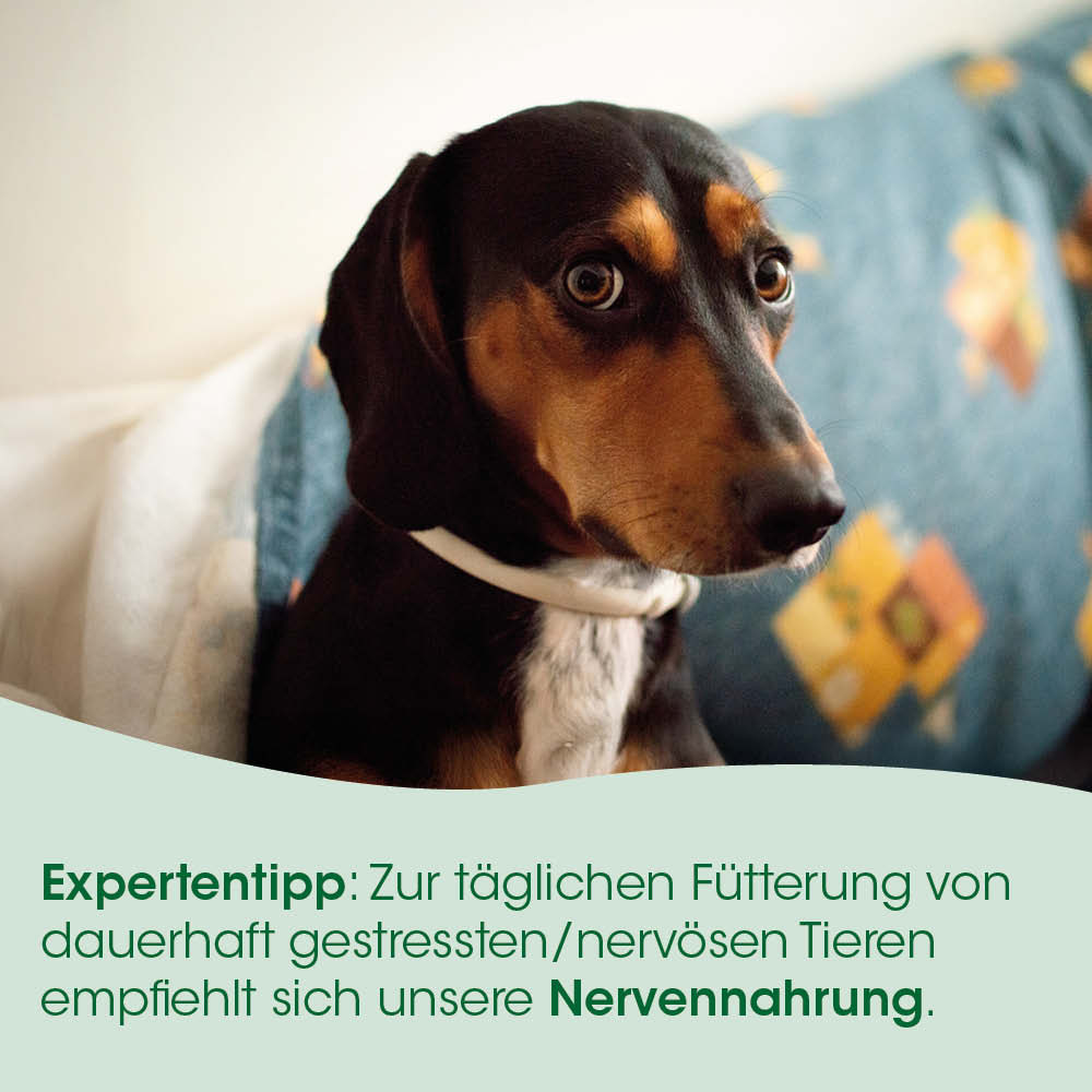 Hund, Dackel, Collie, Halsband, Innenaufnahme