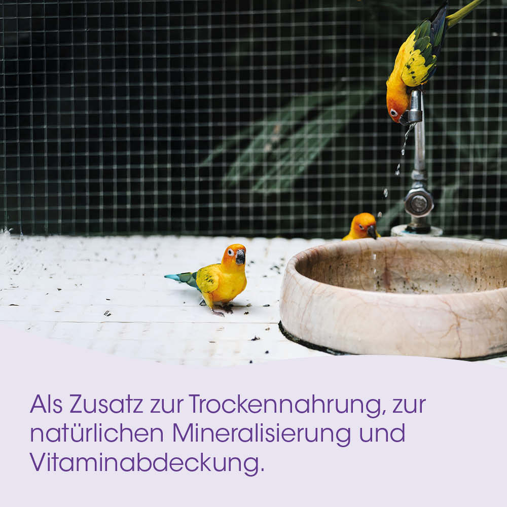 papagei, gelber papagei, vogel, haustier-zaun, wasserhahn