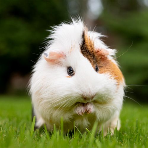 Banner_Kat_Kleintiere_Mobil Gras, Tier, Säugetier, Ratte, Nagetier