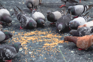 Banner Kleintiere-9 Tier, Vogel, Taube