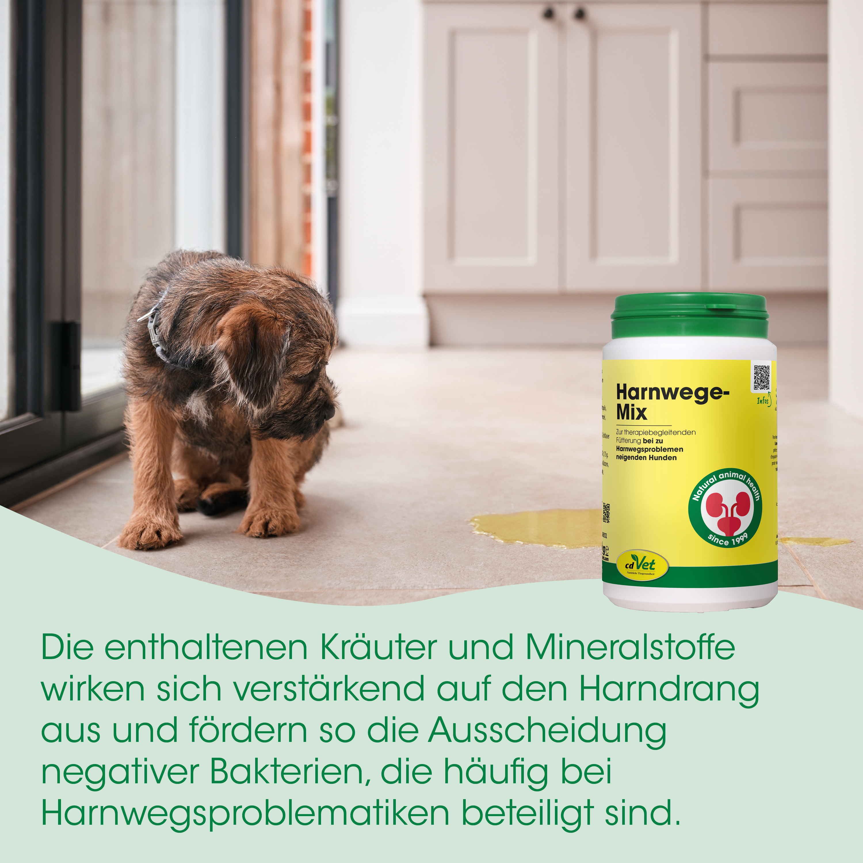 welpe, hund, harnweg-mix, tiermedizinisches produkt, mineralstoffe