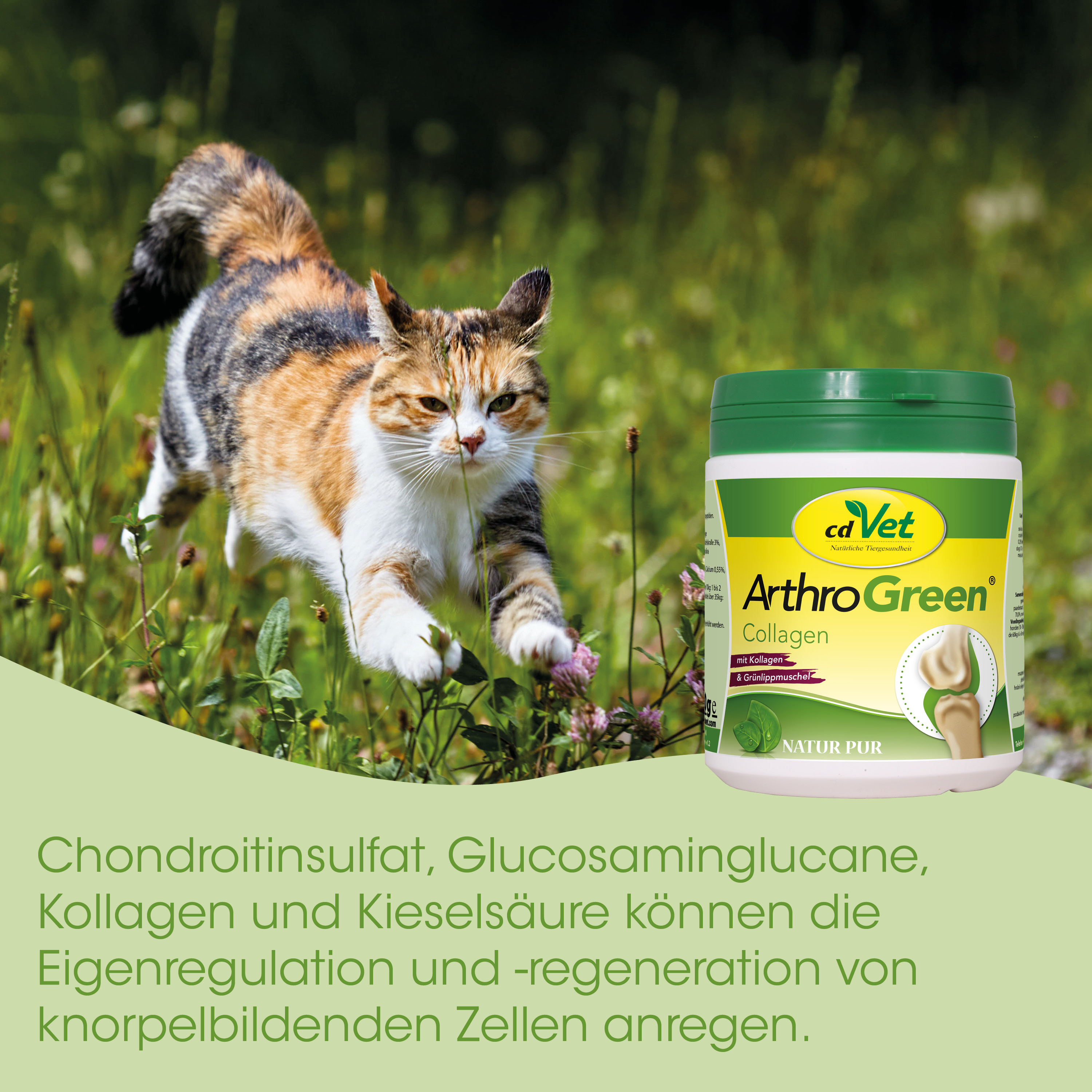 Katze, Gras, TierErgänzung, Kollagen, Gelenkgesundheit