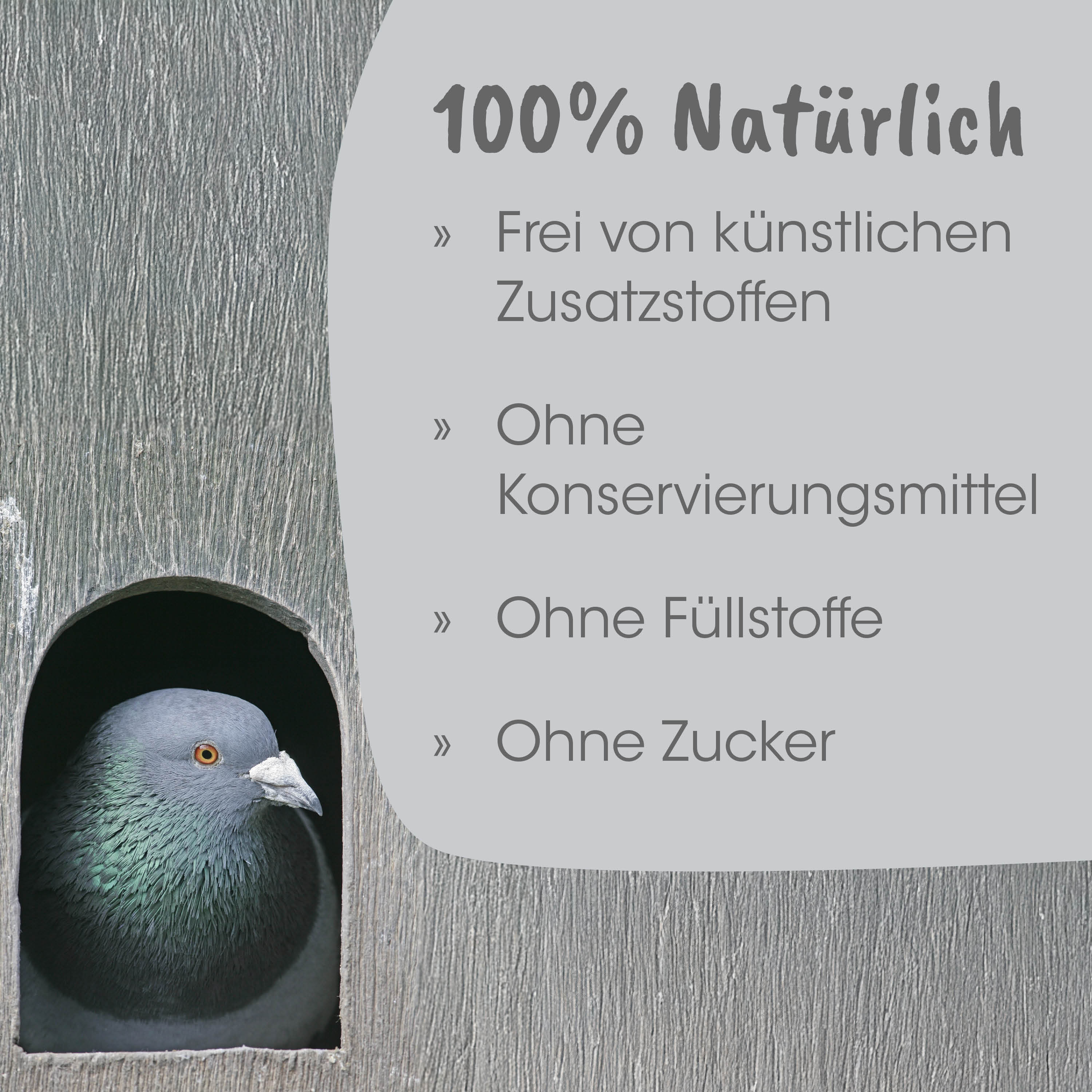 Taube, Taube am Eingang?, Taube, Taube?