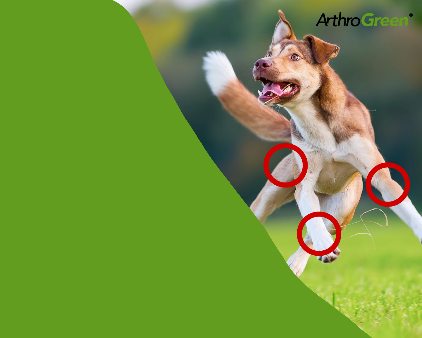 Kat-Banner-Hund--Mobil_ArthroGreen_NEU Hund, Husky, Haustier, Riemen