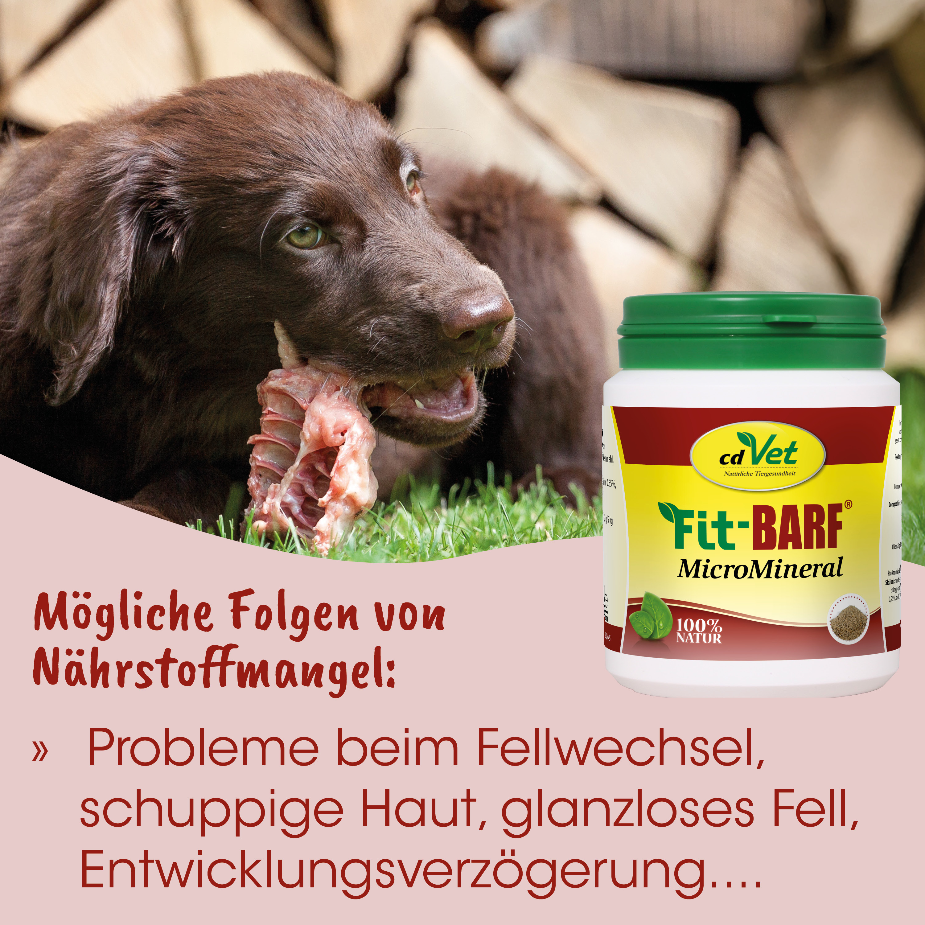 Hund, Knochen, Futtermittel, Mineralstoff, Anti-Nährstoff-Mangel