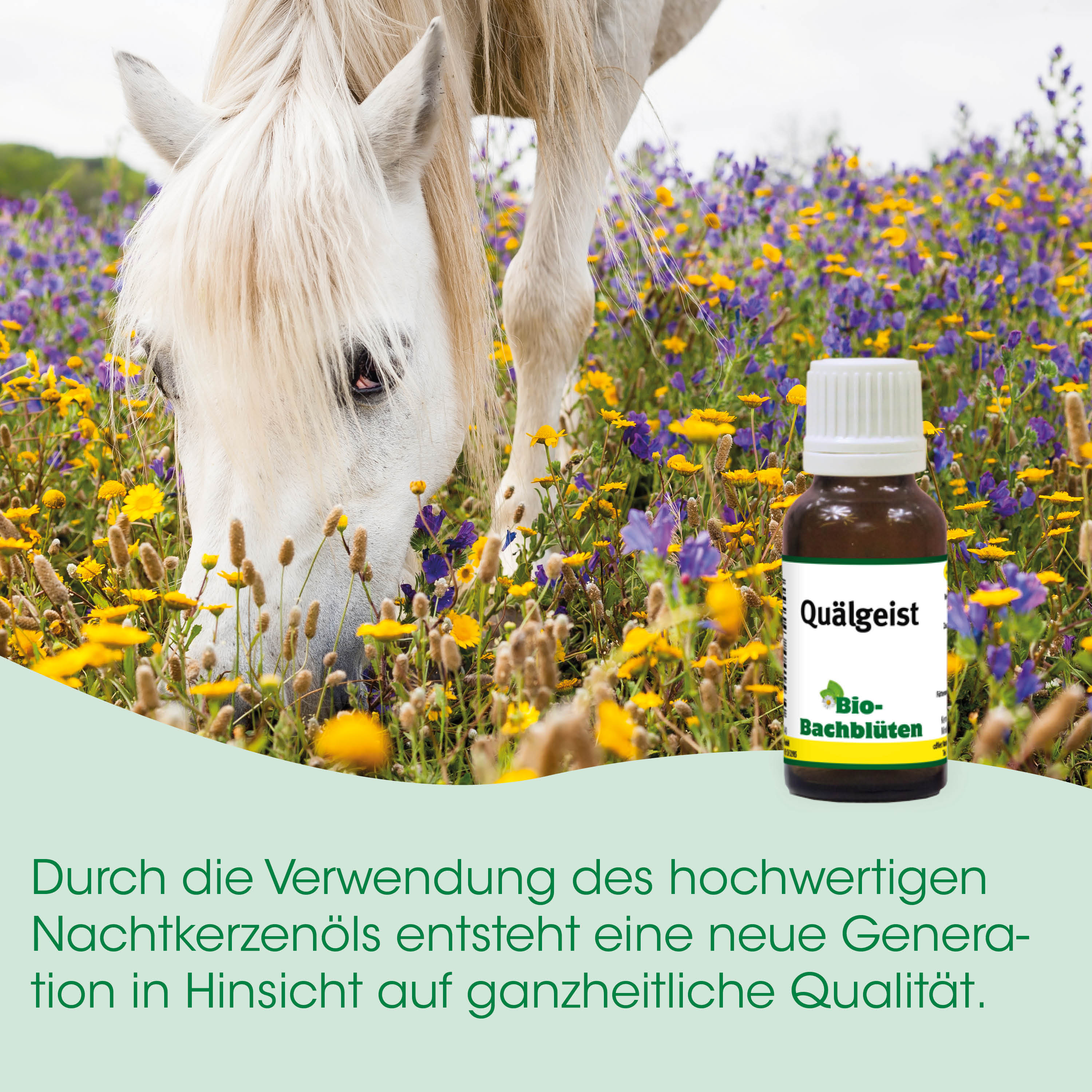 Pferd, Blume, Löwenzahn, Krautöl, Bio
