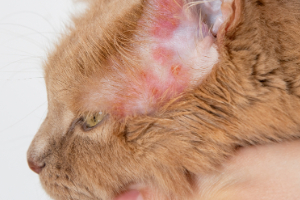 Banner Katze Parasiten-4 Tier, Katze, Säugetier, Haustier, Kätzchen