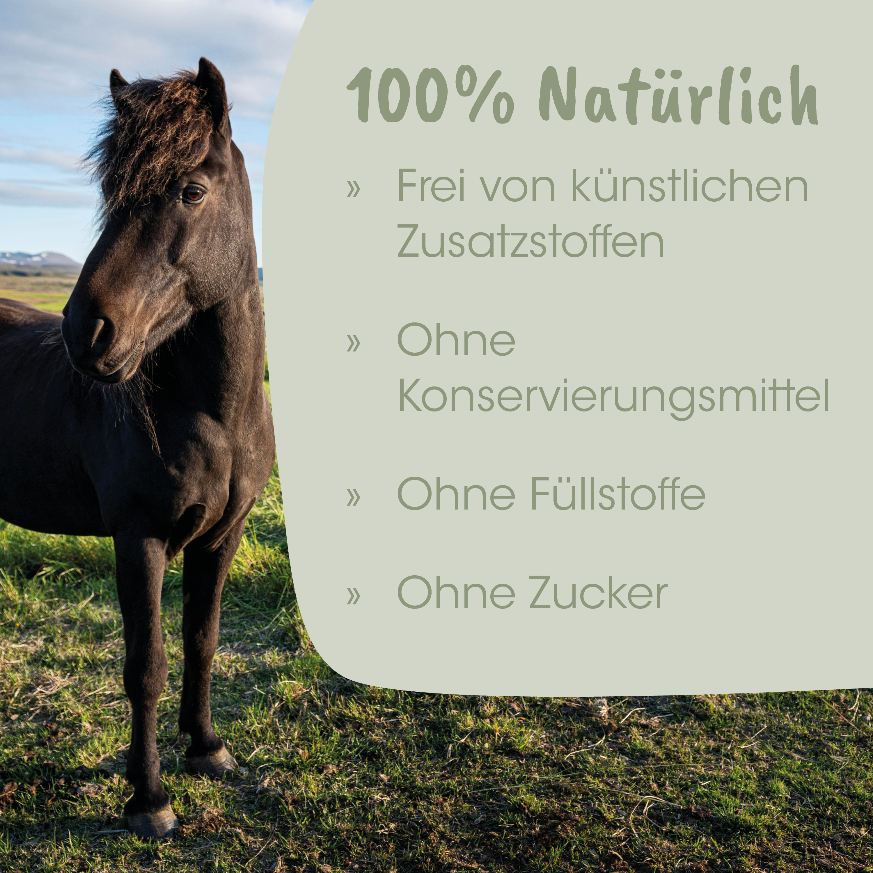 Pferd, Pony, großes Tier, dunkelbraun, Weide