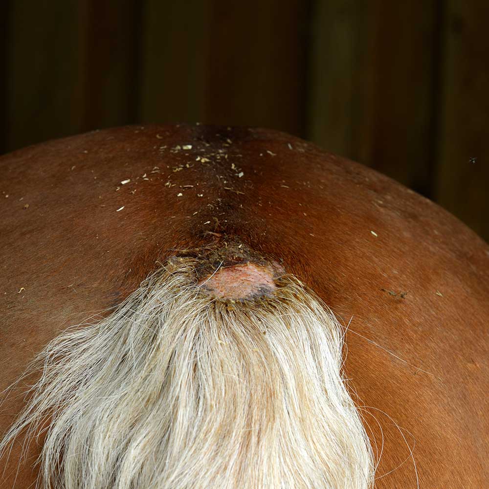 sommerekzem sommerekzem