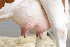 Kat-Seite-Agrar-7 Rinder, Milchkuh, Vieh, Säugetier, Person