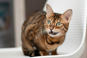 Banner Katze Gesundheit-8 Abessinisch, Tier, Katze, Säugetier, Haustier