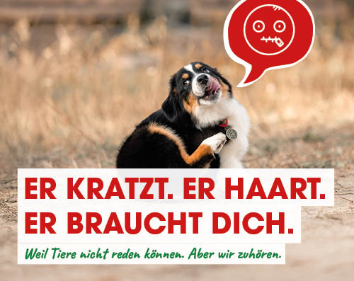 Hund, Säugetier, Haustier, Werbung