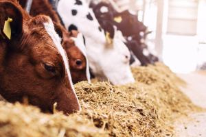 Kat-Seite-Agrar-3 Tier, Vieh, Kuh, Säugetier