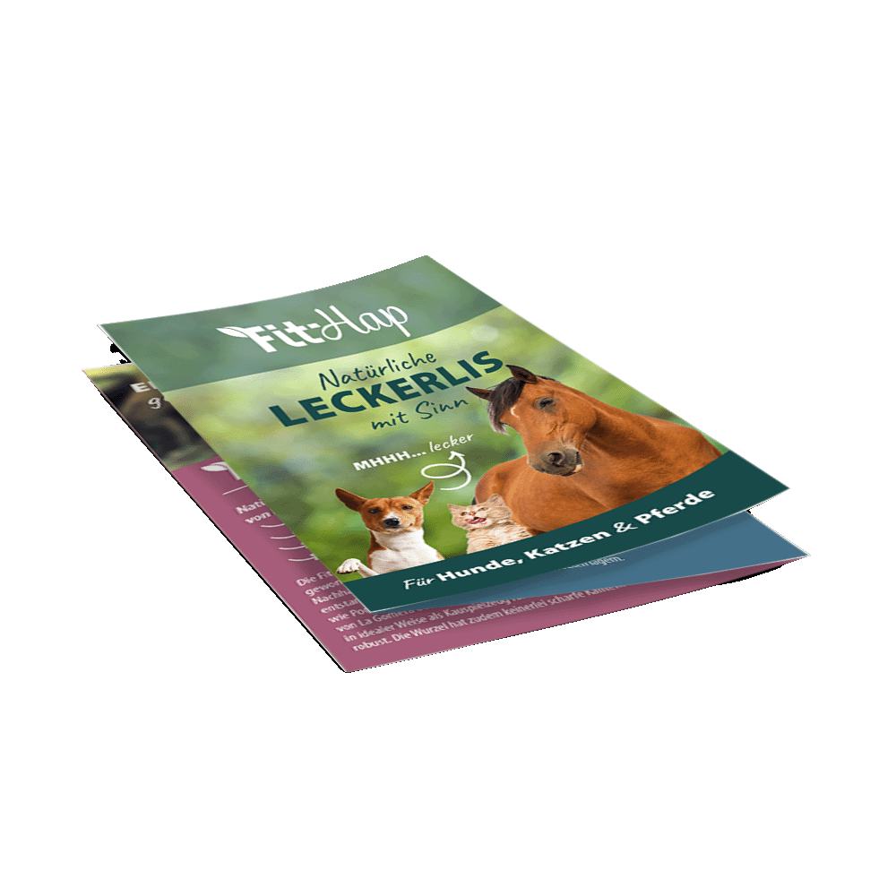 Flyer FitHap A6 Flyer FitHap A6