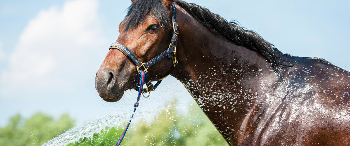 Banner Pferd Pflege u Hygiene-1 (1) Tier, Pferd, Säugetier, Colt Horse