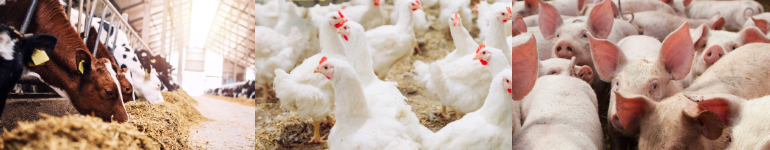 Kat-Seite-Agrar-12 Tier, Kuh, Schwein, Schaf, Hühnchen