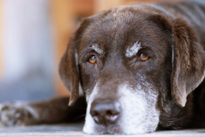 Banner Gesundheit Hund-7 Hund, Säugetier, Haustier, Labrador Retriever