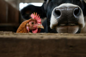 Kat-Seite-Agrar-9 Tier, Vogel, Hühnchen, Geflügel, Schnabel