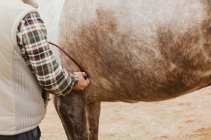 Banner Pferd Gesundheit-5 Erwachsener, Männlich, Mann, Person