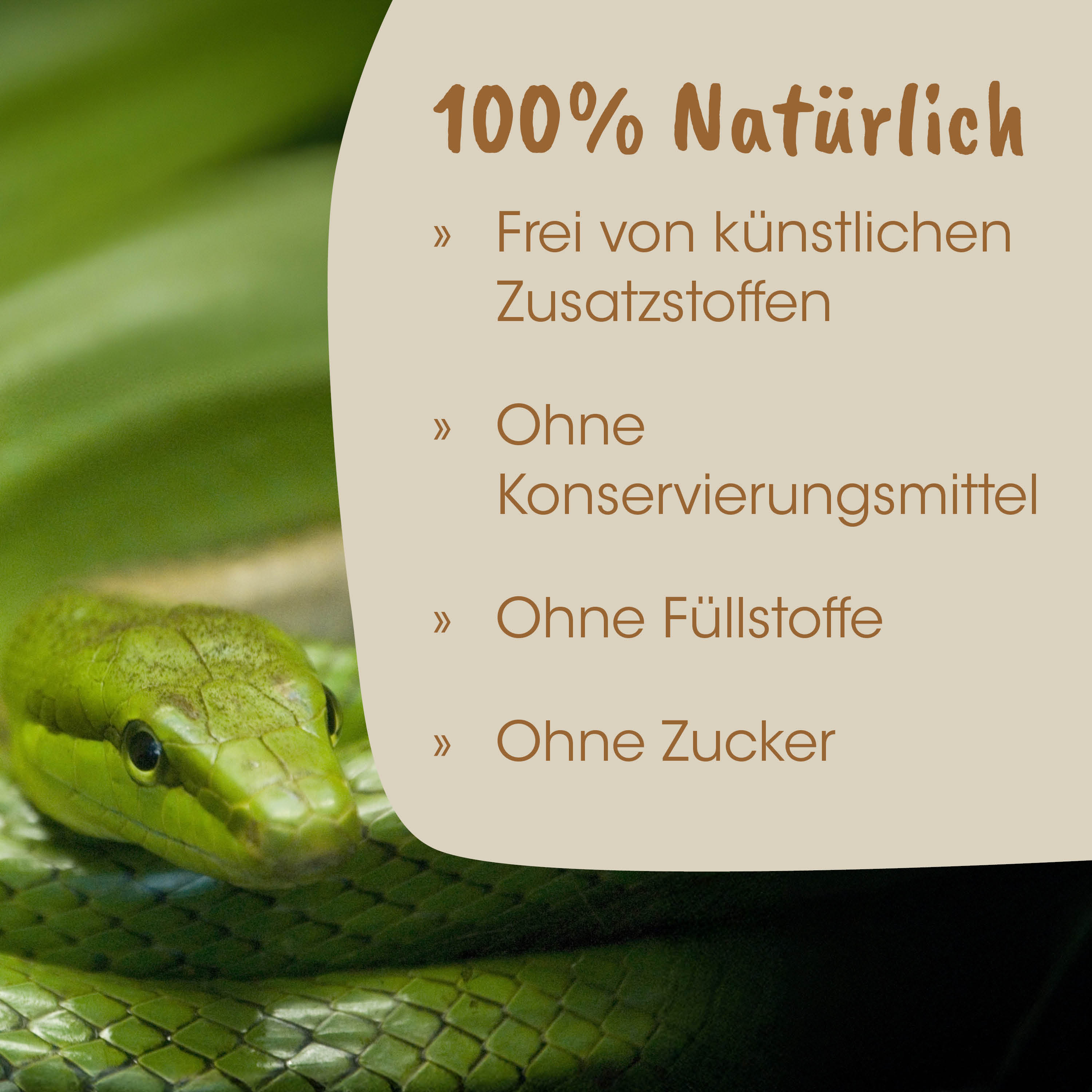 Schlange, Grüne Schlange, Schuppen, Naturmotiv, Nahaufnahme