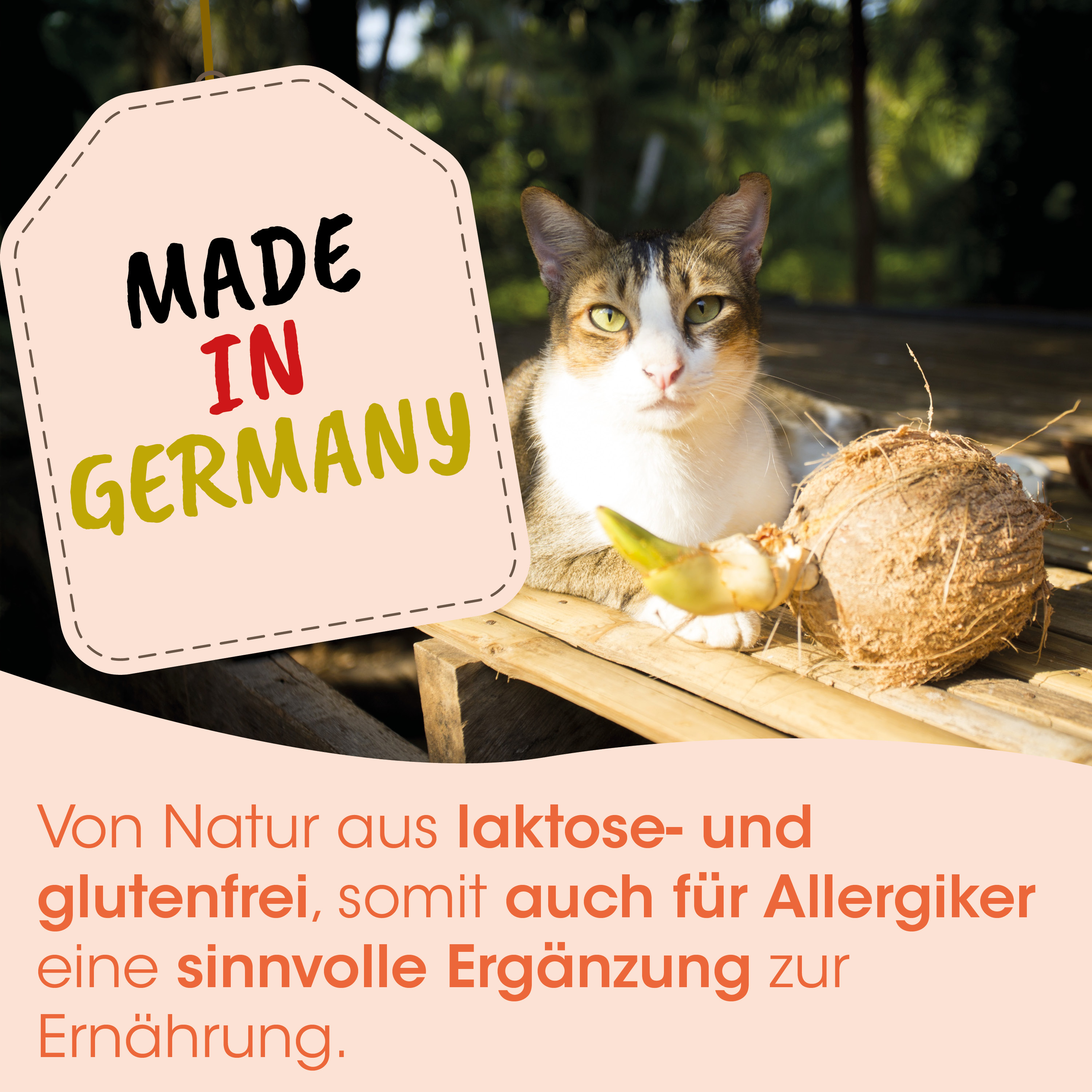 Katze, Kokosnuss, Nahrung, Naturprodukt, Tierernährung