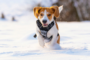 Banner Gesundheit Hund-3 Hund, Beagle, Draußen