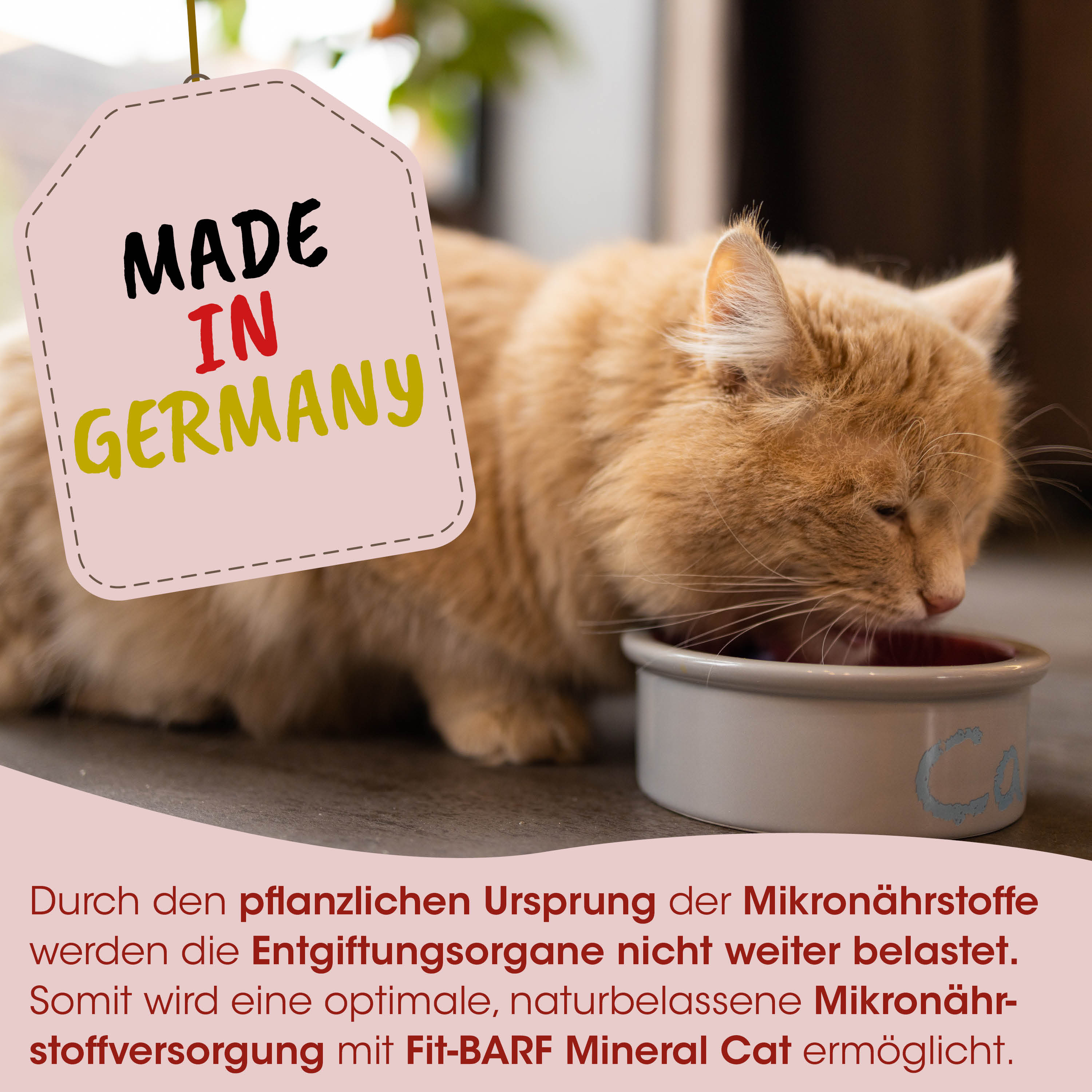 Katzenfutter, Katzennapf, Tiernahrung, Katzennahrung, Made in Germany