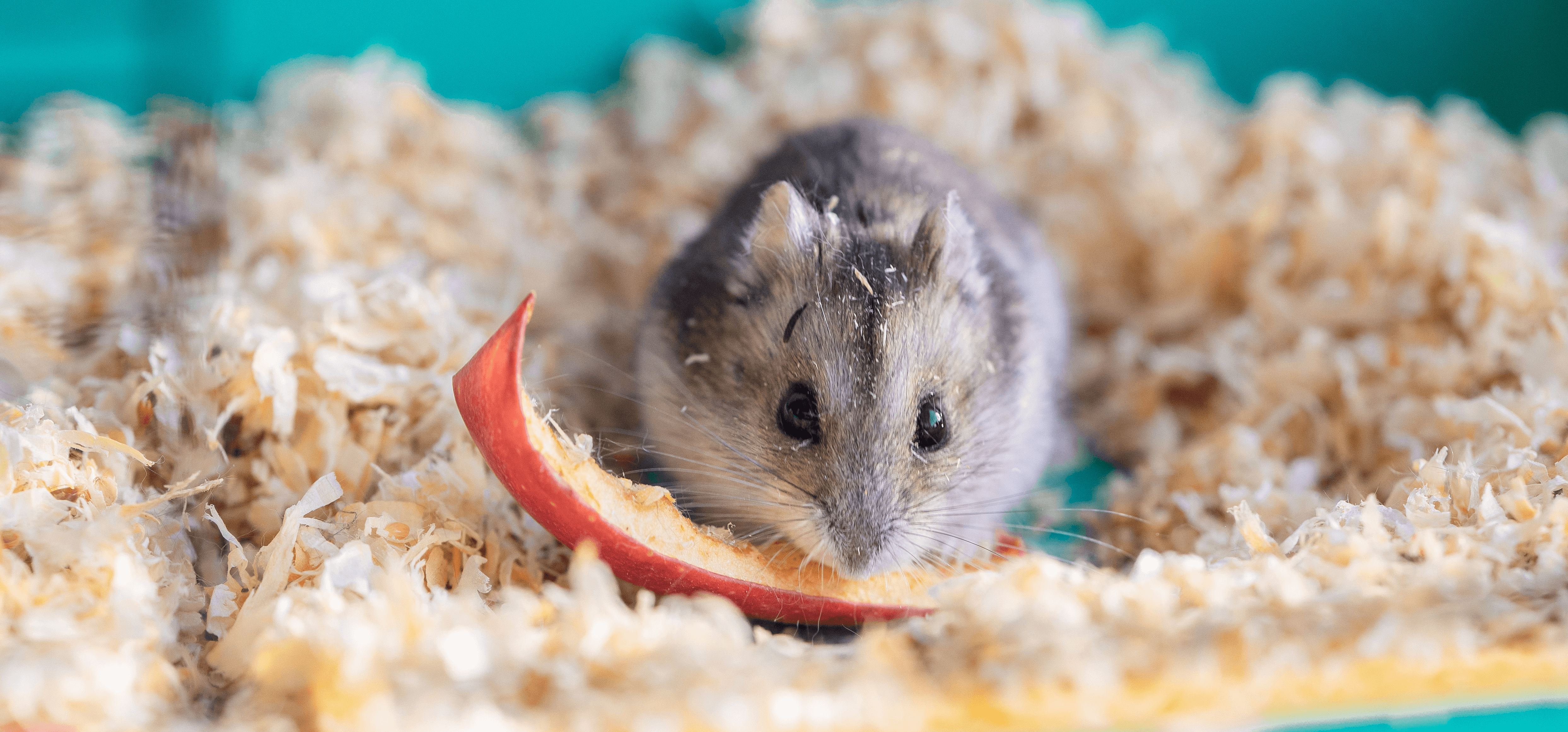funny-hamster-peeking-out-cage-selective-focus Tier, Säugetier, Ratte, Nagetier, Haustier, Tier, Säugetier, Ratte, Nagetier, Haustier, Tier, Säugetier, Ratte, Nagetier, Haustier, Tier, Säugetier, Ratte, Nagetier, Haustier