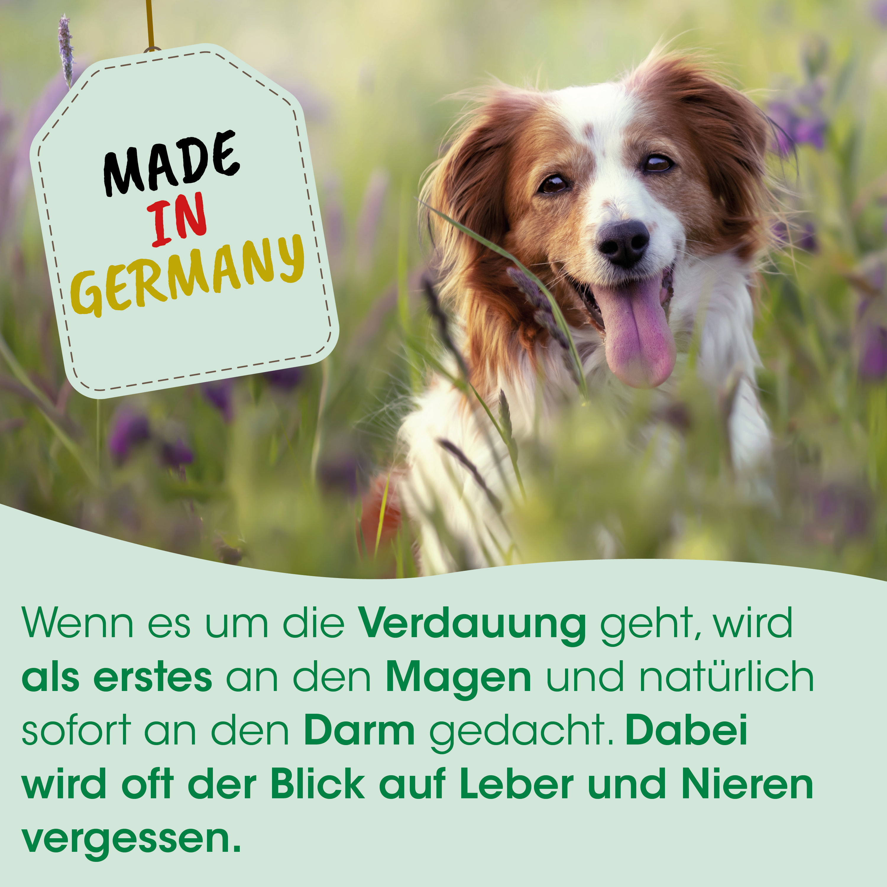 Hund, Collie, Etikett, Made in Germany, Label