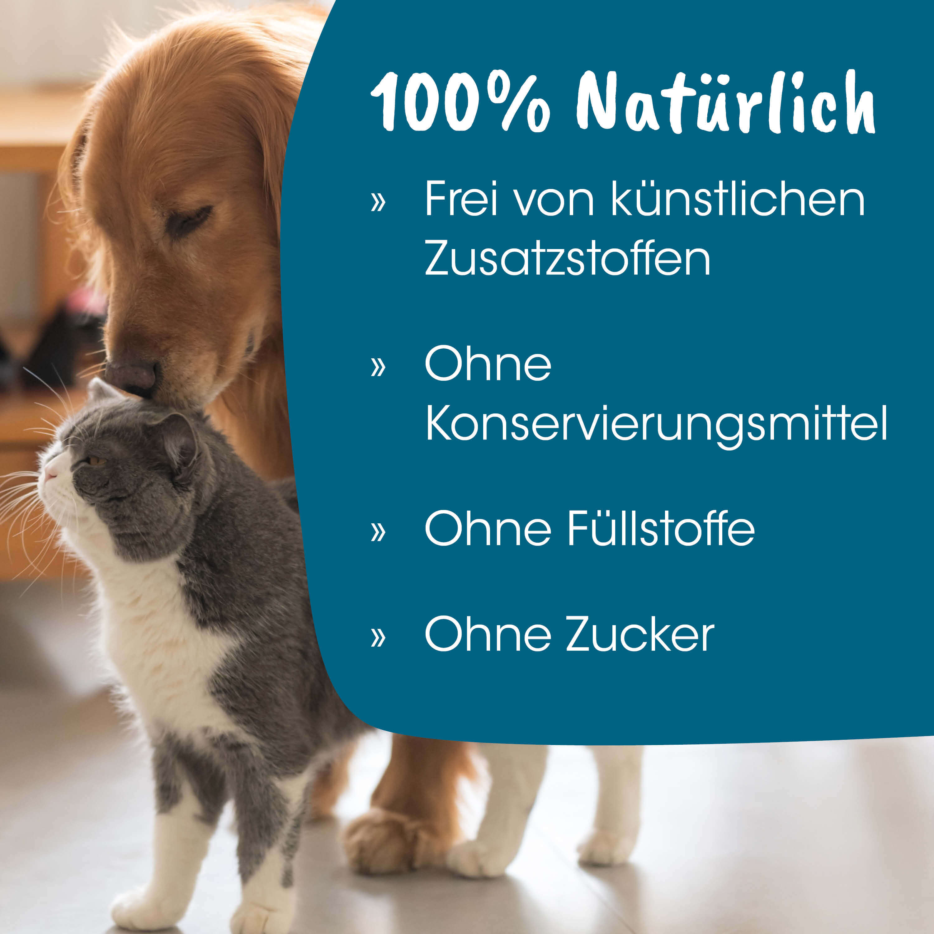 haustier, katze, hund, tier, familienhaushalt
