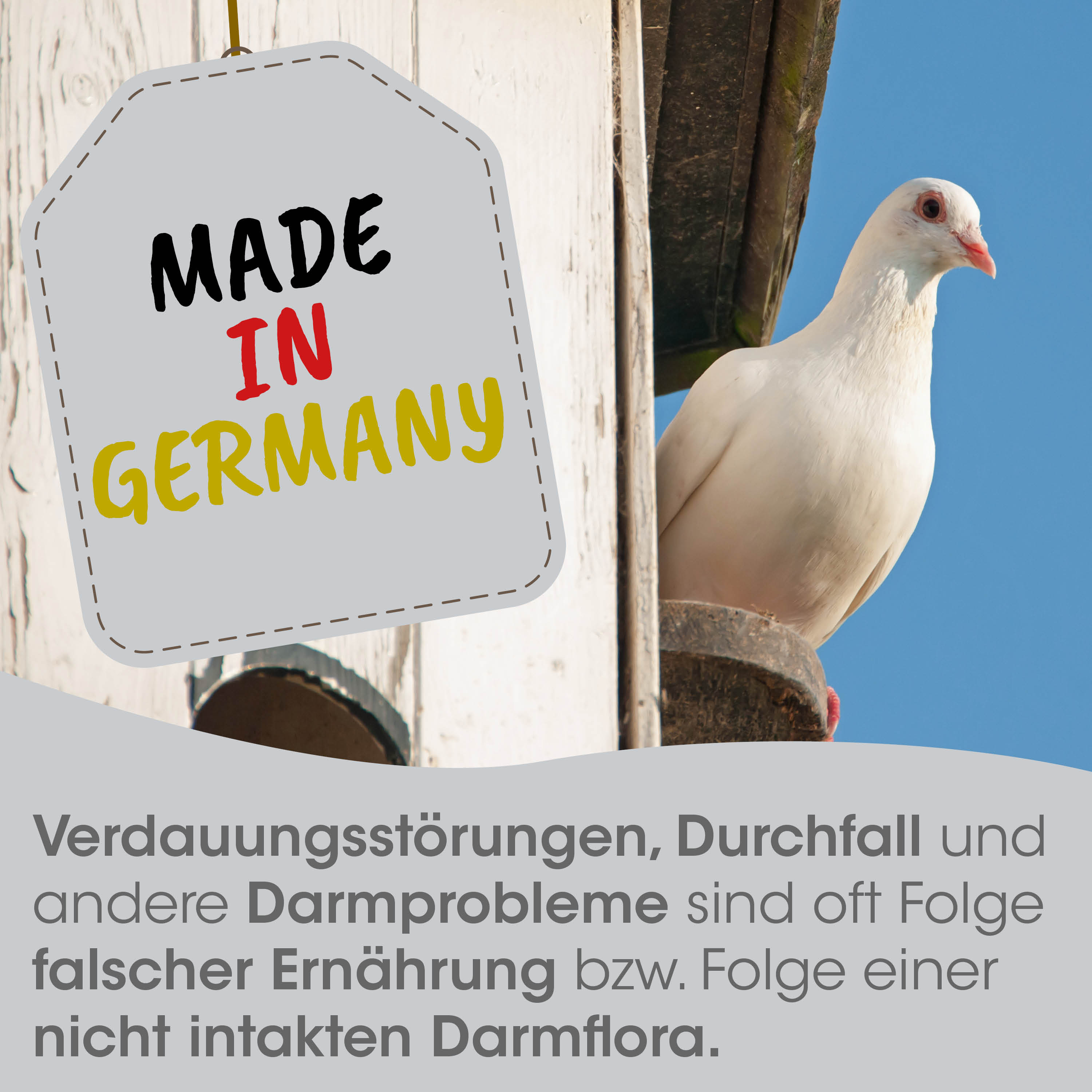 dove, weißer Vogel, taube, auf perched, blauer himmel