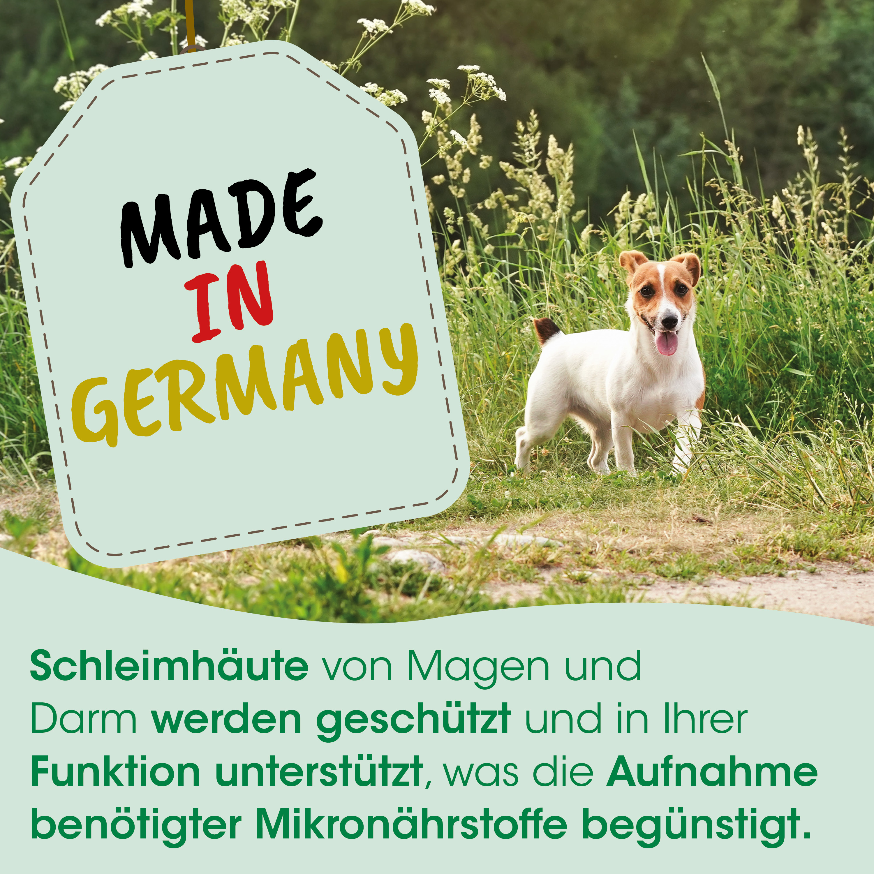 Hund, Jack-Russell-Terrier, Draußen, Grünes Feld, Etikett