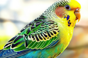 Tier, Vogel, Sittich, Papagei