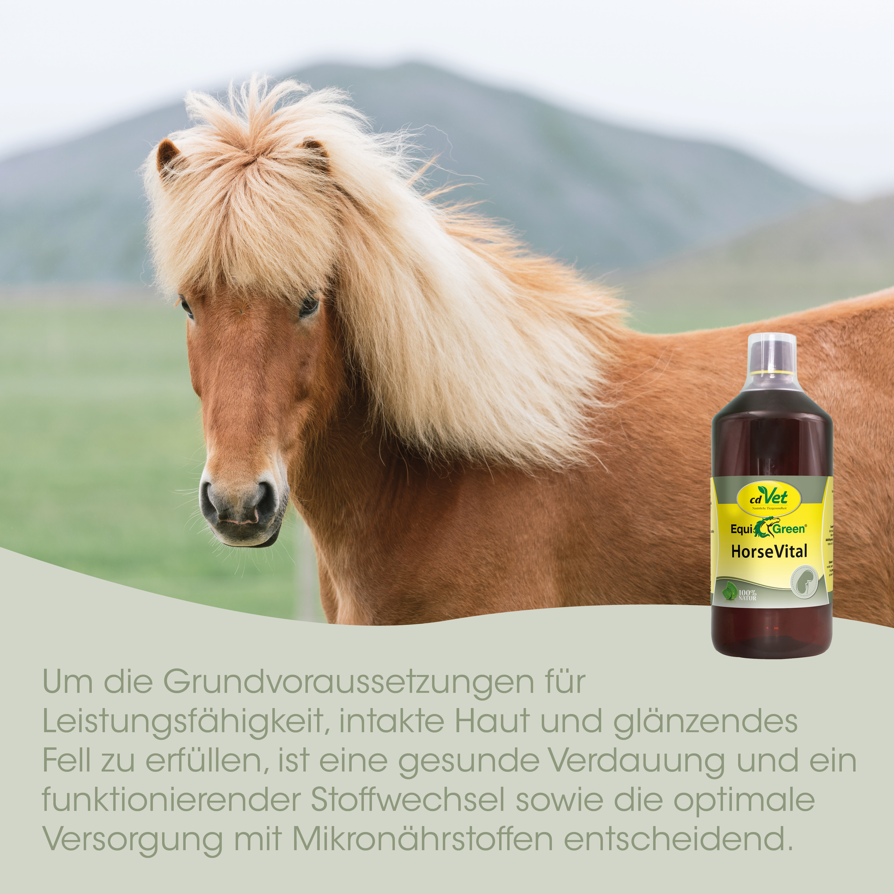 Pferd, Pferdesport, Futtermittel, Flasche, Vital