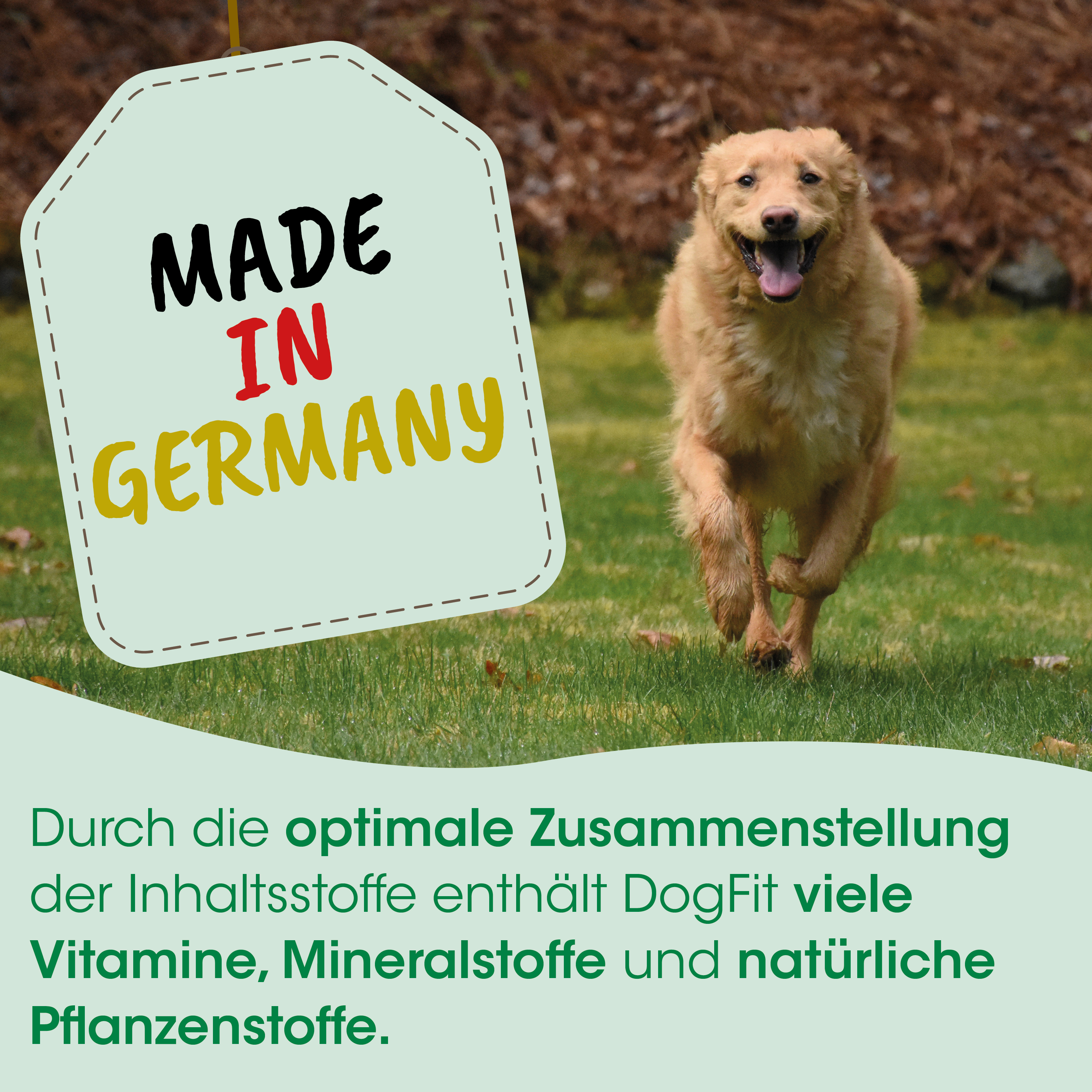 Hund, Laufender Hund, Tierisch, Gras, Made in Germany
