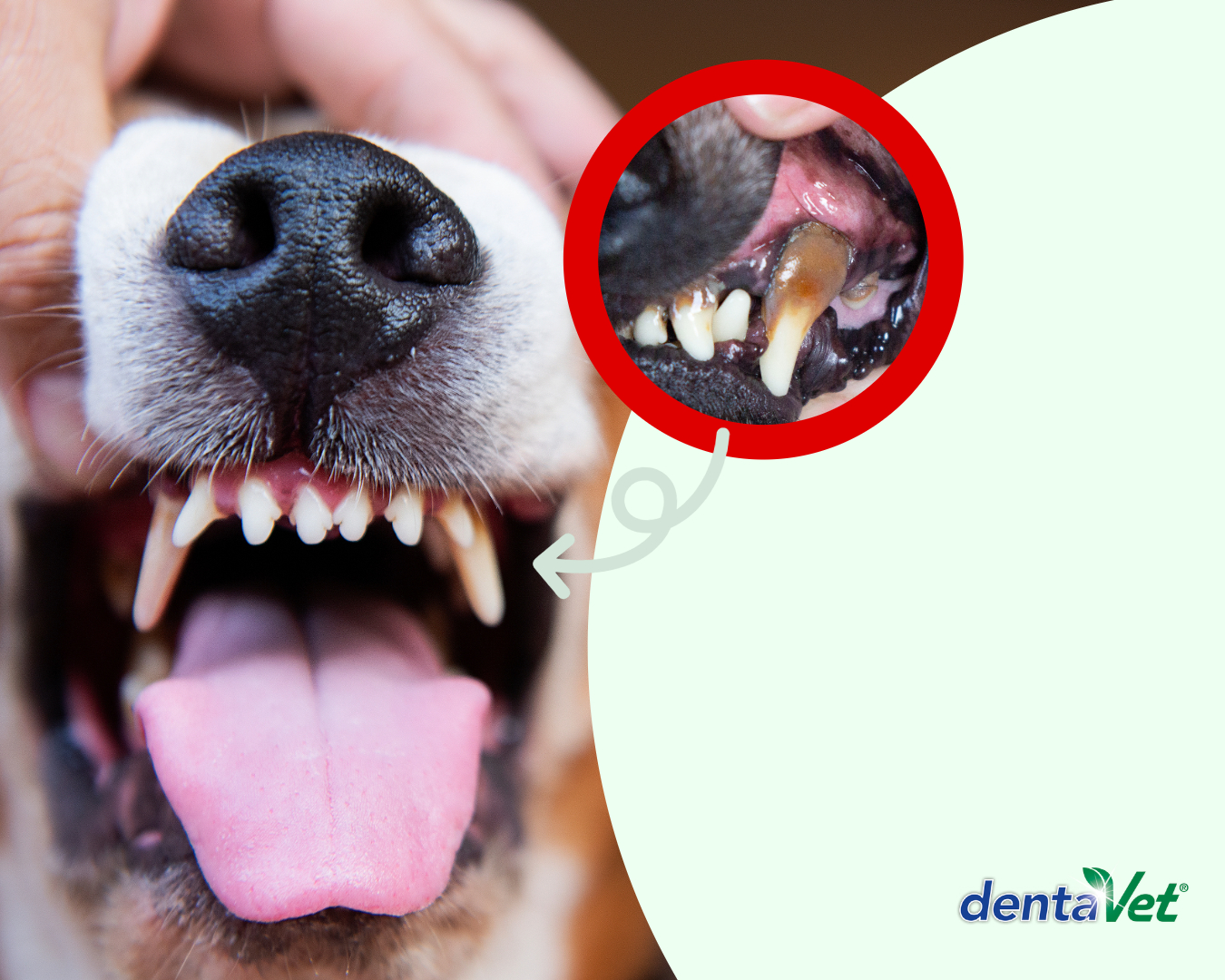Kat-Banner-Hund--Mobil_denta Mund, Person, Zähne, Hund, Haustier
