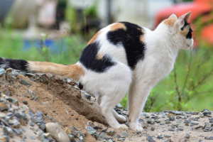 Banner Katze Gesundheit-6 Kies, Straße, Katze, Haustier, Mann
