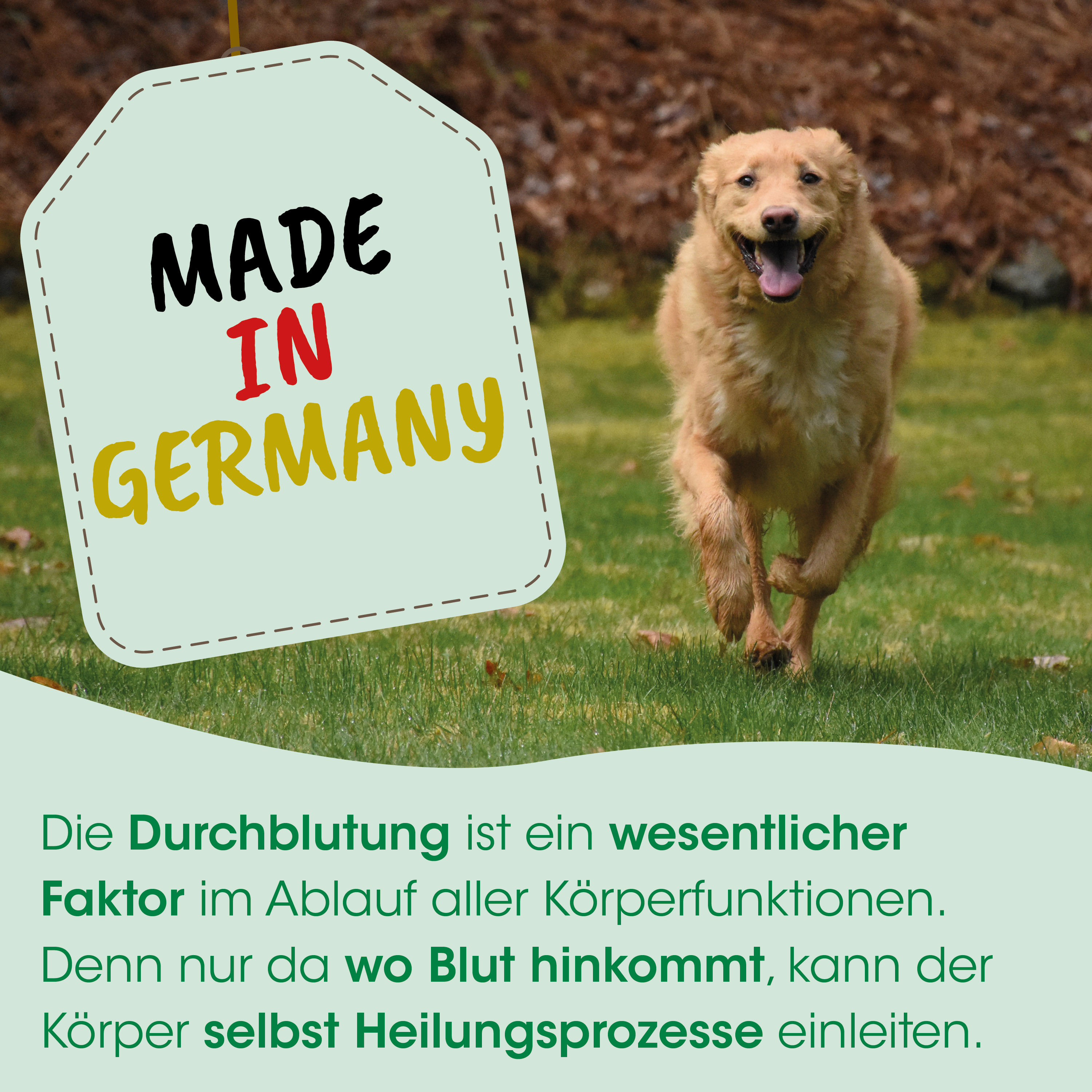 Hund, Goldener Retriever, Laufend, im Freien, Etikett