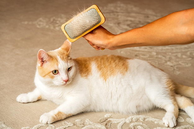 Kat_Katze_Pflege und Hygiene_ Pinsel, Werkzeug, Katze, Haustier, Person