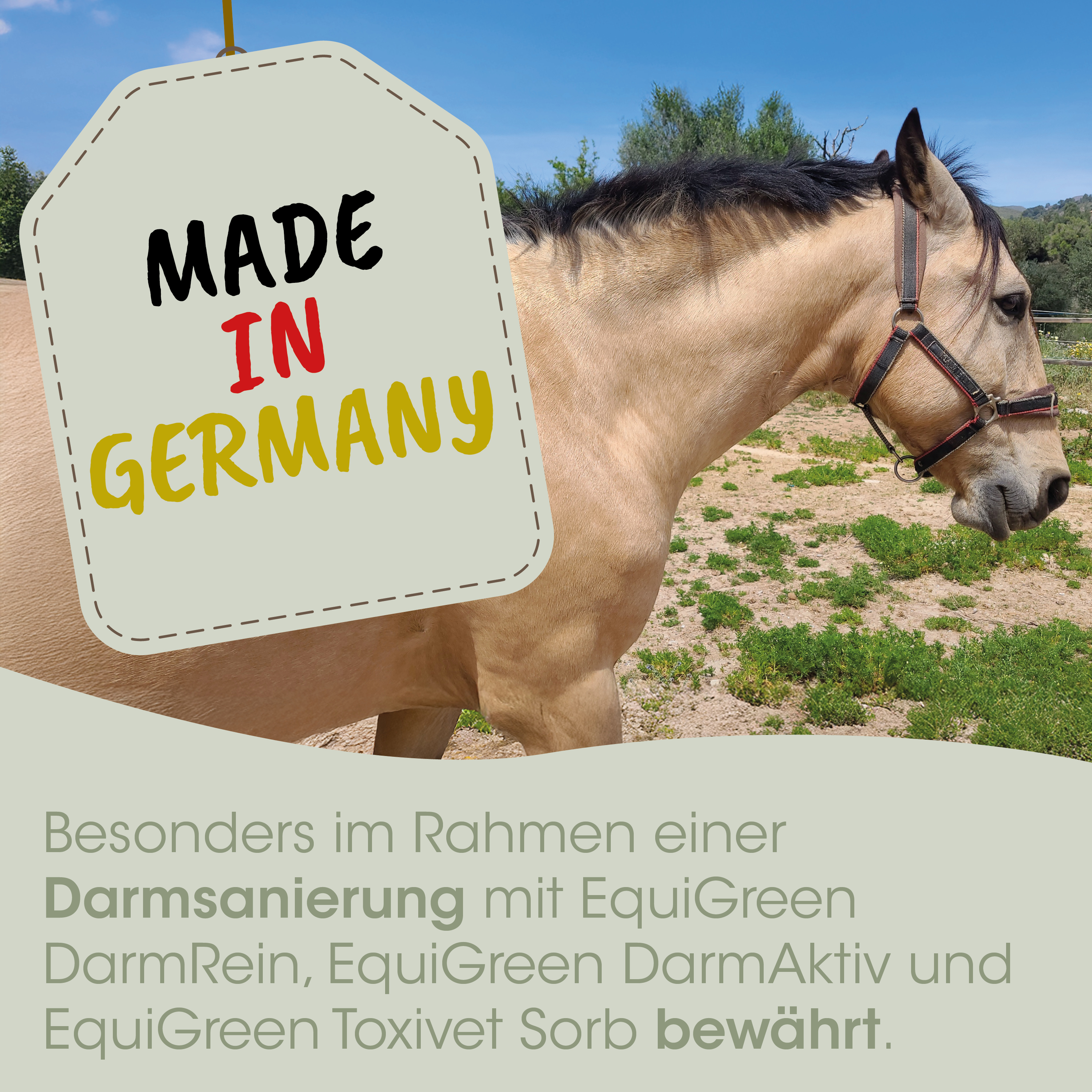 Pferd, Halfter, Fuchsfarbig, Außenbereich, Made in Germany