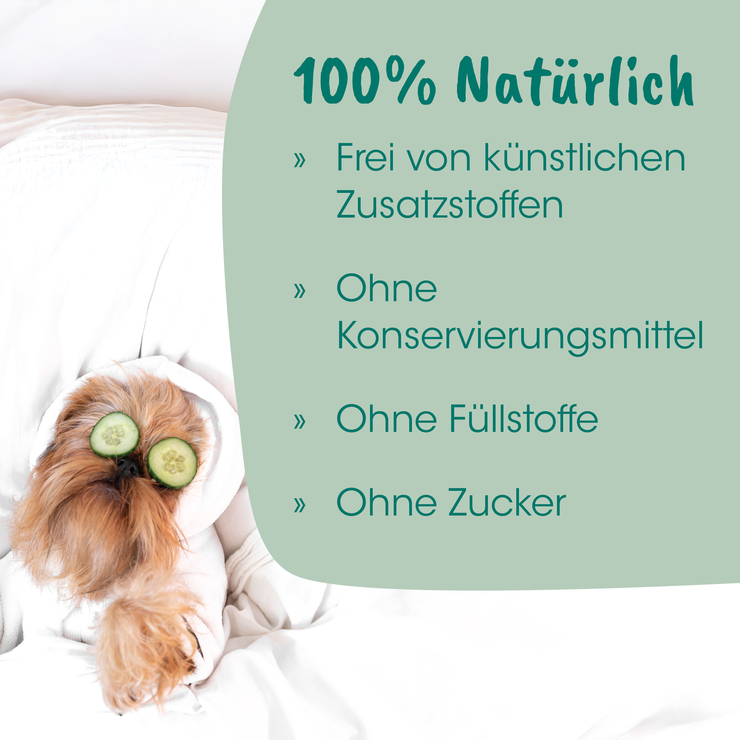 Hund, Tier, Sonnenbrille?, Gurke?, Schlummern, Bett, Bettdecke, braun, Hündchen, niedlich