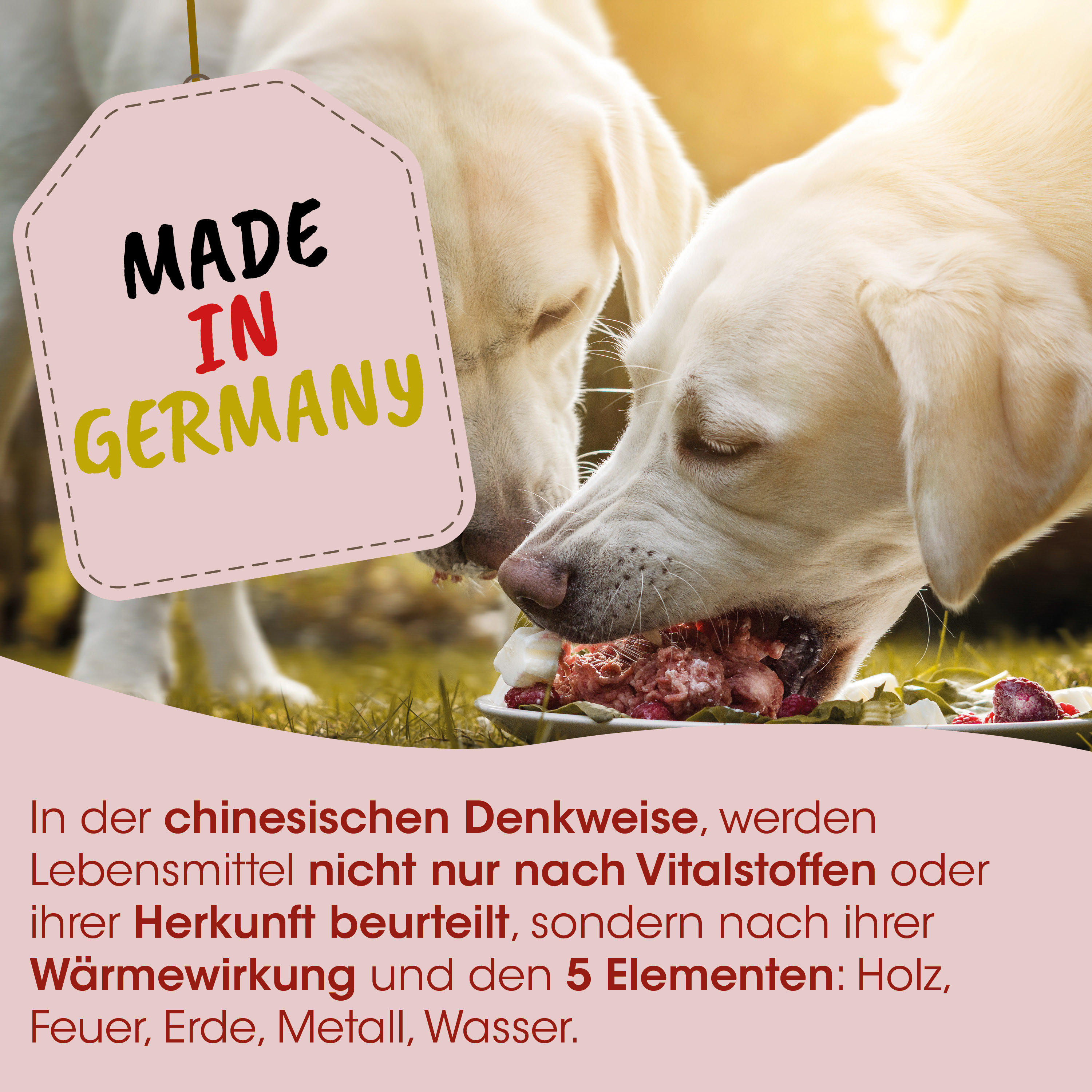 Hund, Futter, Knochen, Tierfutter, Lebensmittel