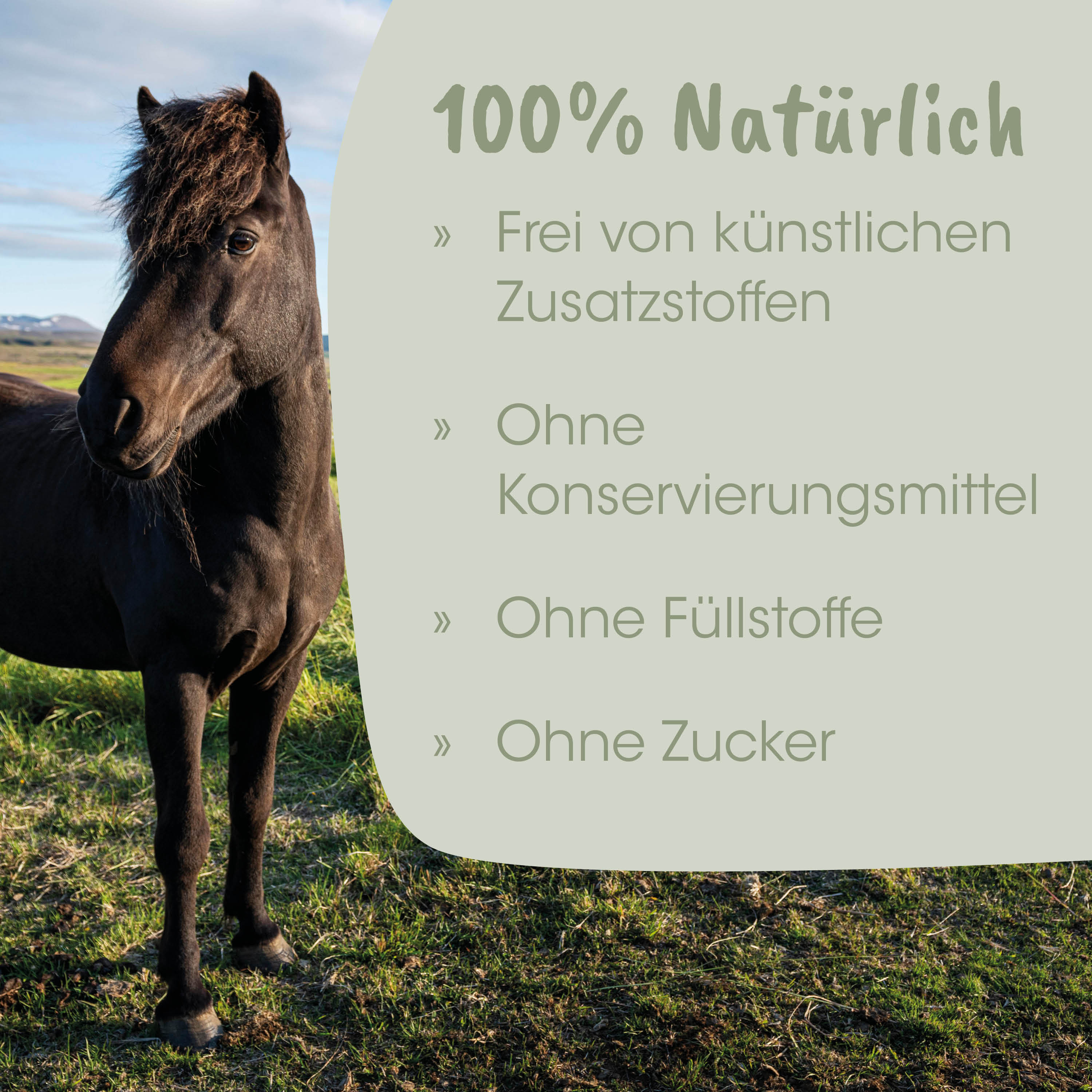 Pferd, Schwarzes Pferd, Pferdebild, Grasland, Natur