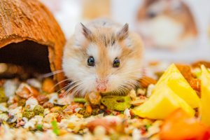 Banner Kleintiere-33 Tier, Ratte, Nagetier, Haustier, Hamster