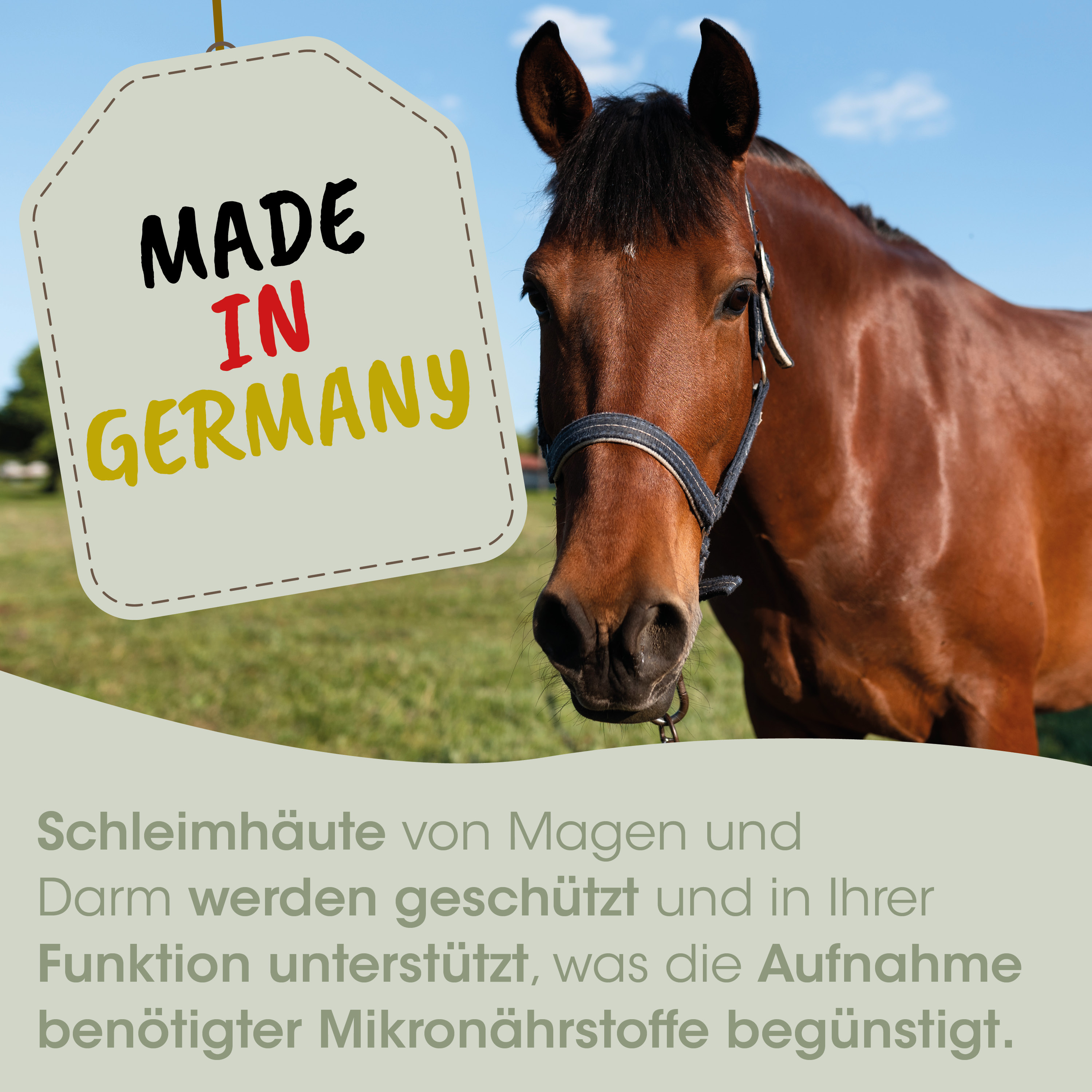 pferd, geschirr, braun, mu?se, etikett