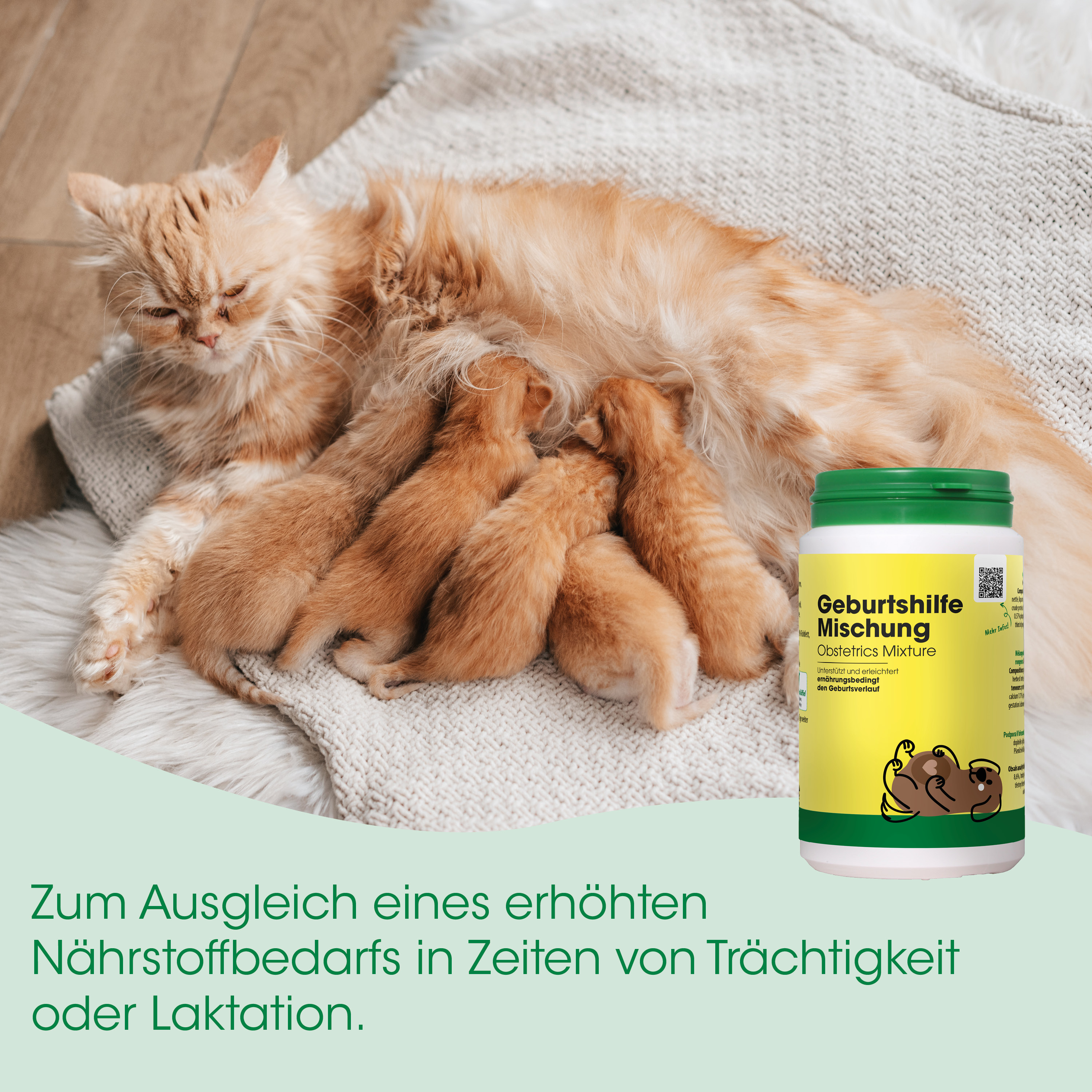 katze, kätzchen, orange tabby, nahrungsergänzung, baby katzen