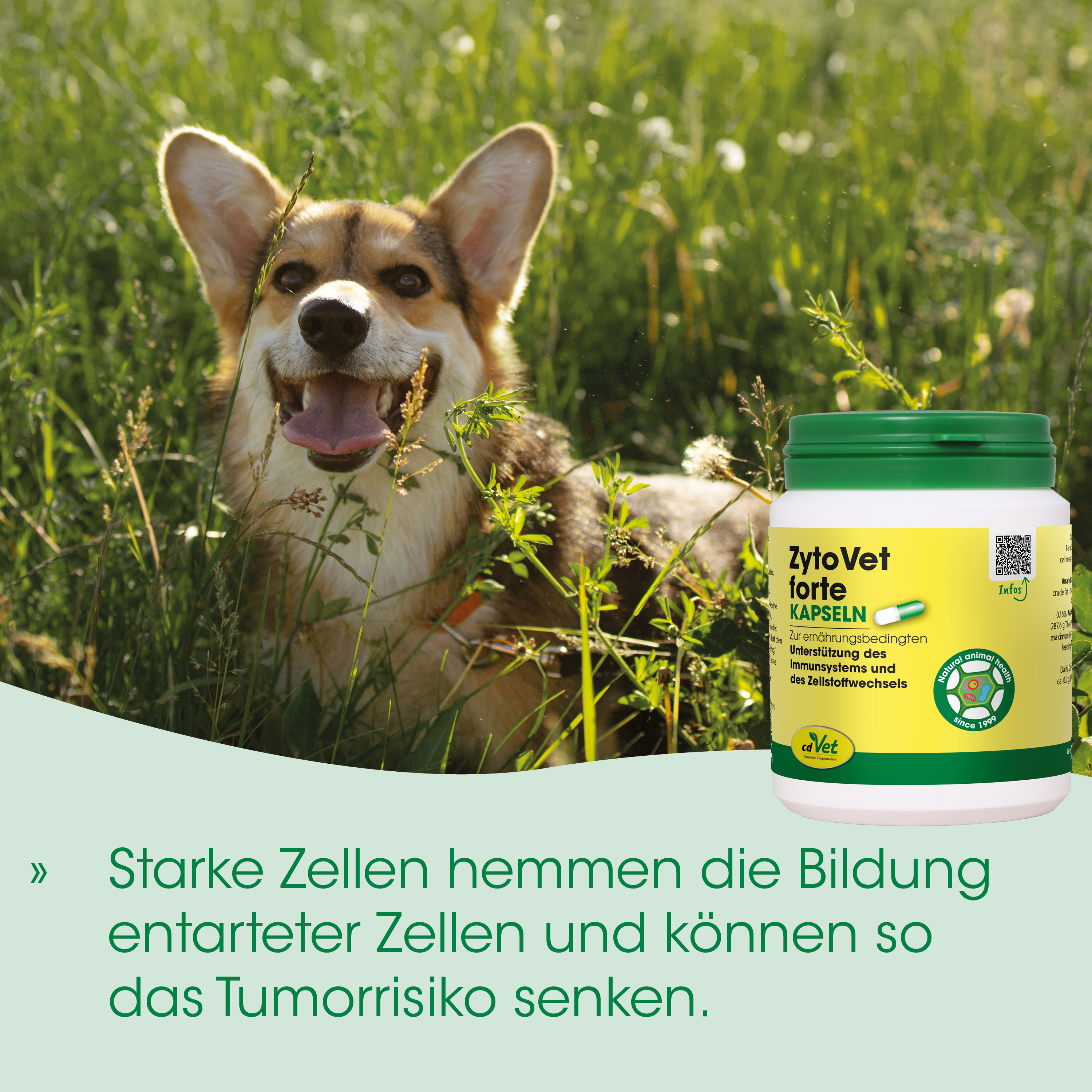 Hundefutter, Kapseln, Naturprodukt, Tiergesundheit, Konzentration